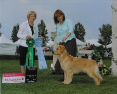 Knot Best Puppy Westwinds Sporting Dog Specialty Show.jpg